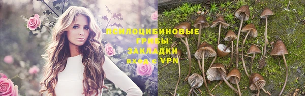 прущие грибы Аркадак